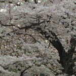 IMG_0347