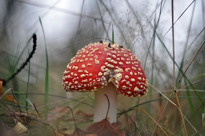 red-toadstool-7570329_1920